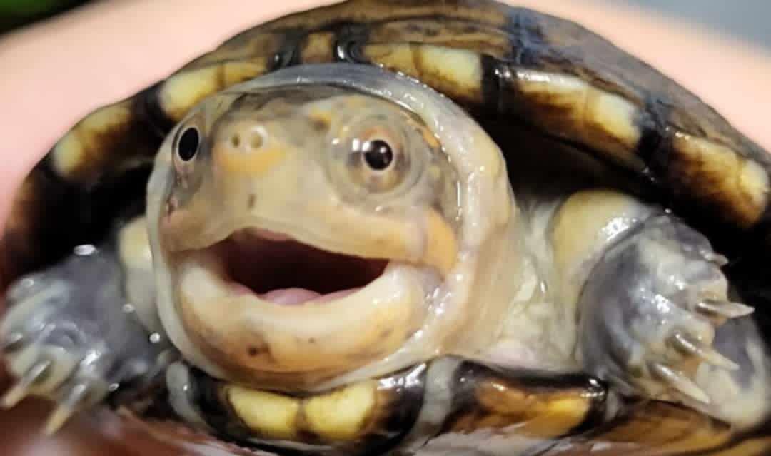 n8n 伺服器自架攻略：使用 Docker Compose 快速部署你的自動化工作流中心！